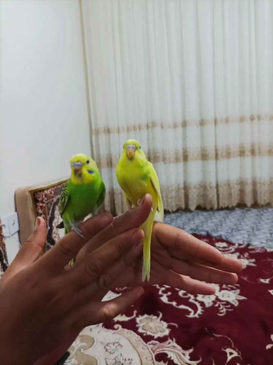 مرغ عشق سالم دستی نروماده|پرنده|محمدشهر, محمدشهر|دیوار