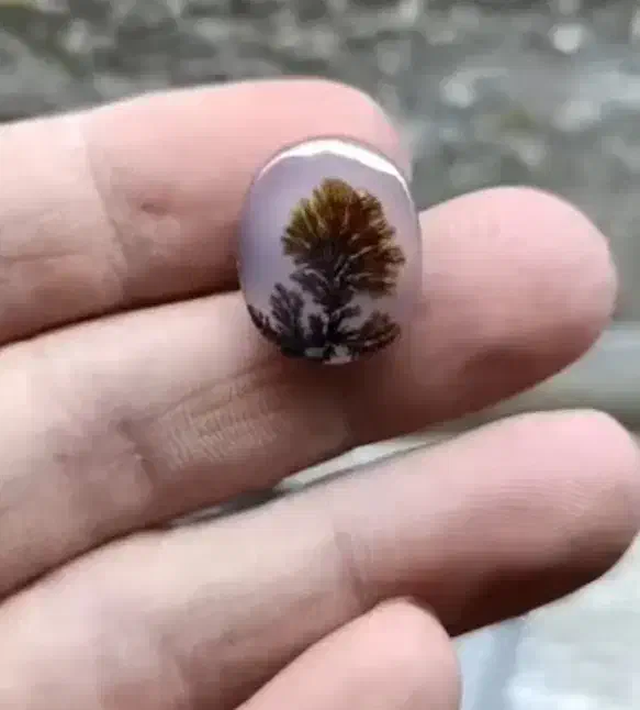 حراج شجر های قائنات با بهترین منظره زیر قیمت|جواهرات|تهران, دریاننو|دیوار