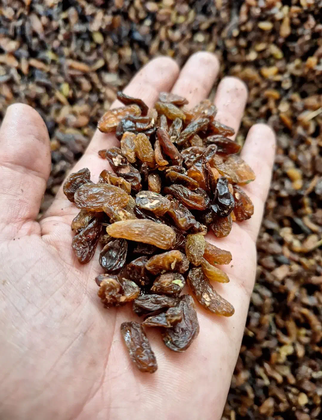 خرید و فروش کشمش آفتابی|عمده‌فروشی|کاشمر, |دیوار