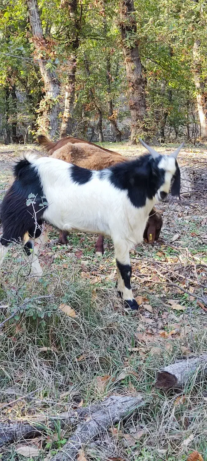 فروش یک راس بزغاله نر|حیوانات مزرعه|مینودشت, |دیوار