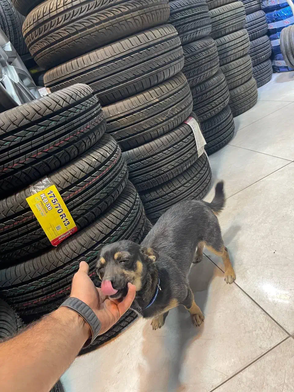 سگ  شی واوا|سگ|تربت‌حیدریه, سرمحله|دیوار