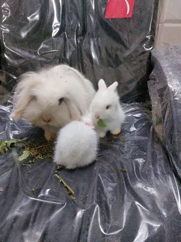 خرگوش های لوپ بسیار زیبای «هلندی،اوکراینی،آنگورا»|موش و خرگوش|نمین, |دیوار