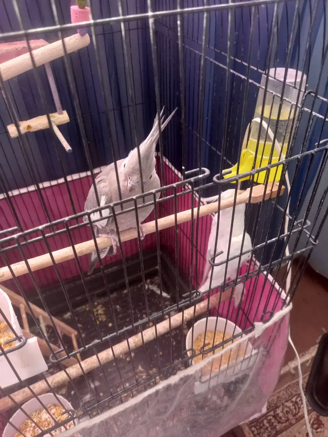 عروس هلندی|پرنده|مشهد, فارغ التحصیلان|دیوار