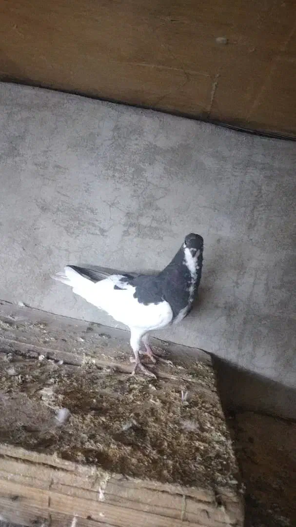 کبوتر چپی|پرنده|بندر ماهشهر, |دیوار