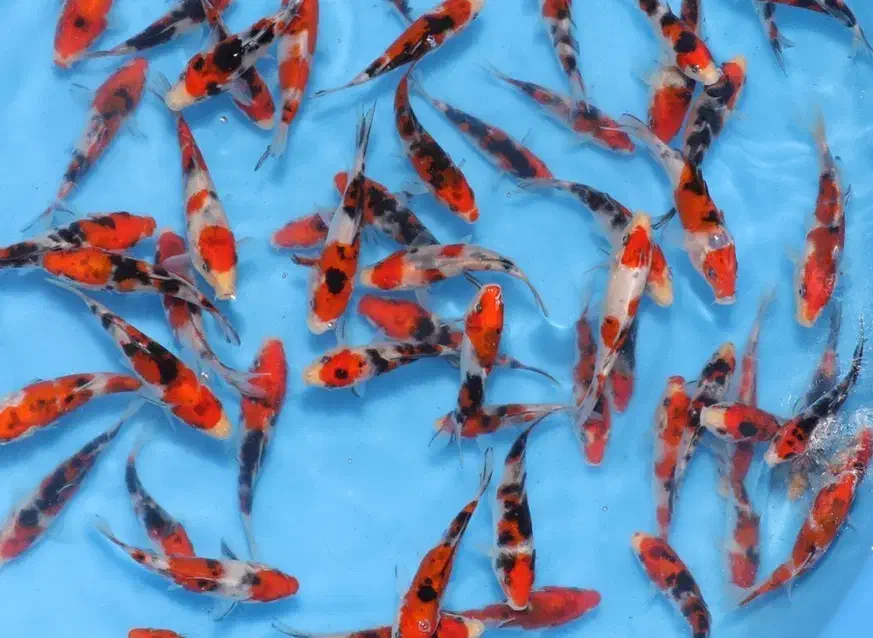 سوپر کوی دلفینی ماهی|ماهی|تهران, اسکندری|دیوار