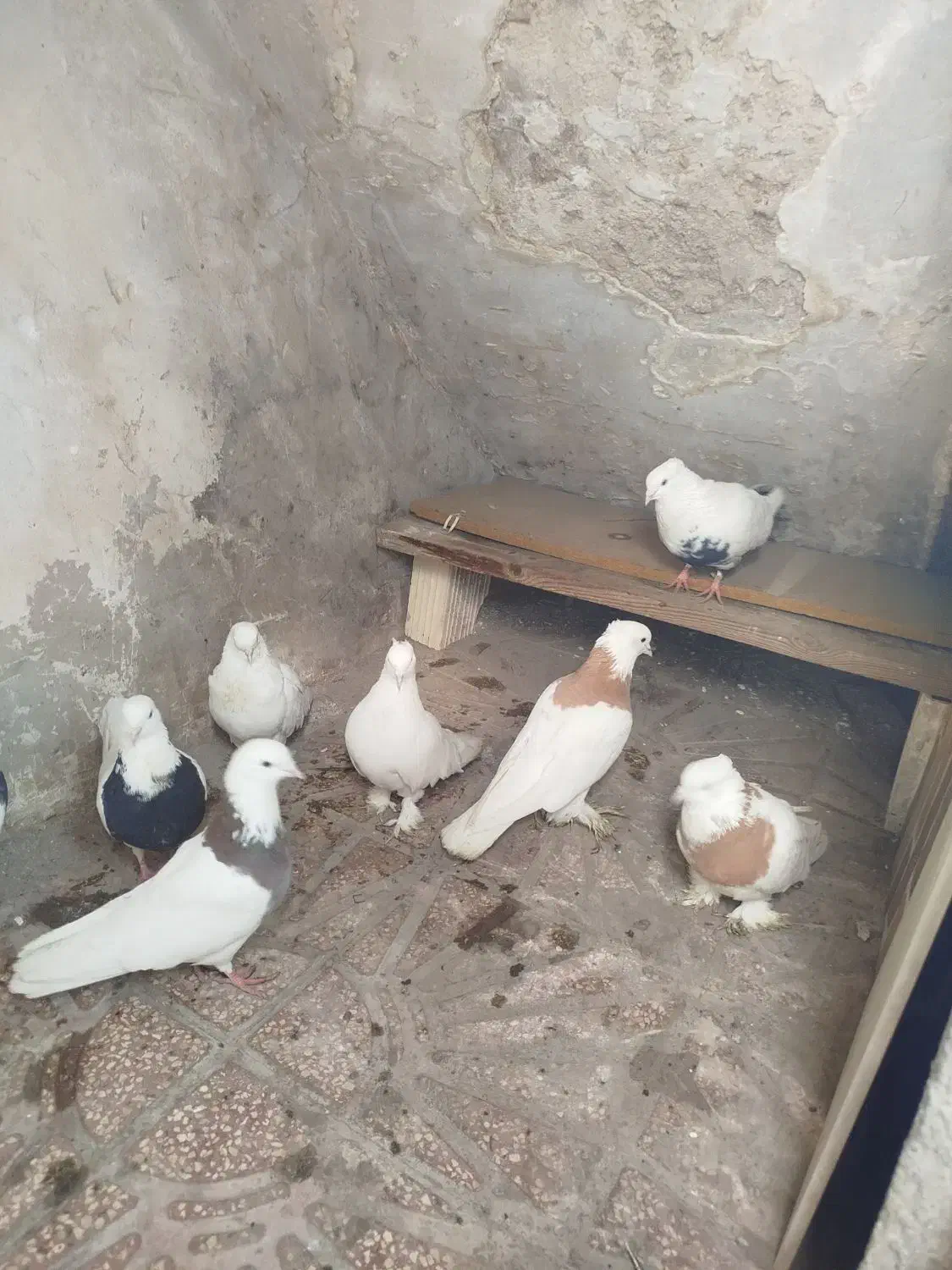 کفتر گمشده|حیوانات|همدان, |دیوار