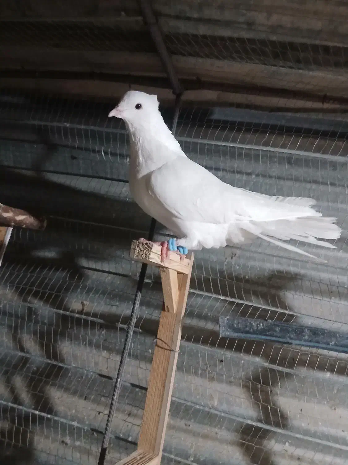 سفید|پرنده|نرماشیر, |دیوار