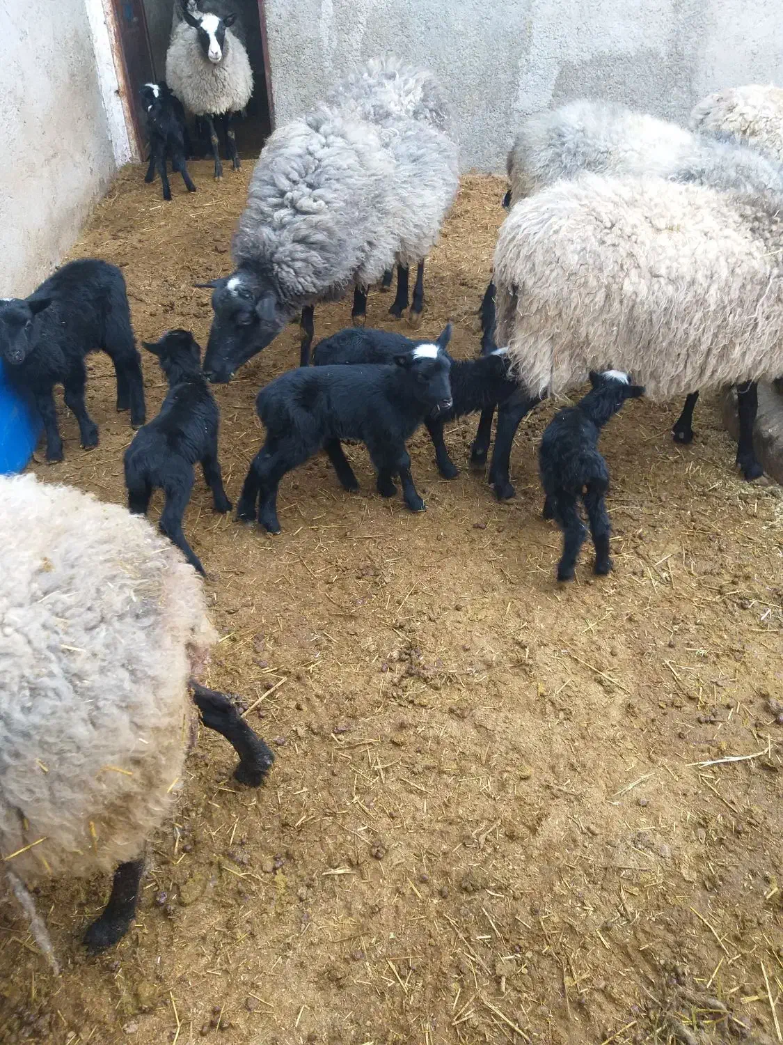 گوسفند رومانوف|حیوانات مزرعه|شهریار, شهرک اداری تندگویان|دیوار