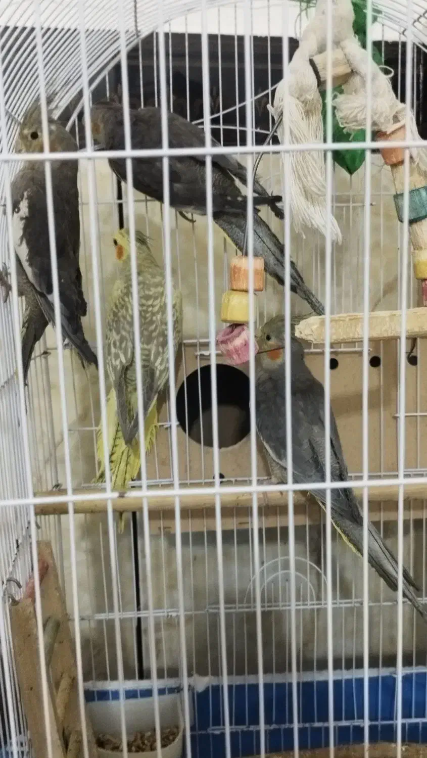 عروس هلندی|پرنده|چمران, |دیوار