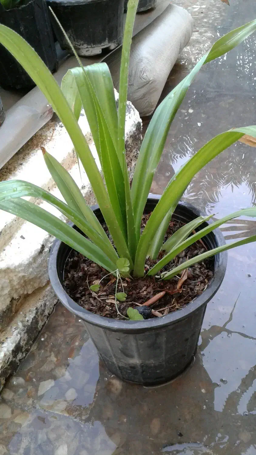 گل وگیاه طبیعی قیمت مناسب|گل و گیاه طبیعی|برازجان, |دیوار