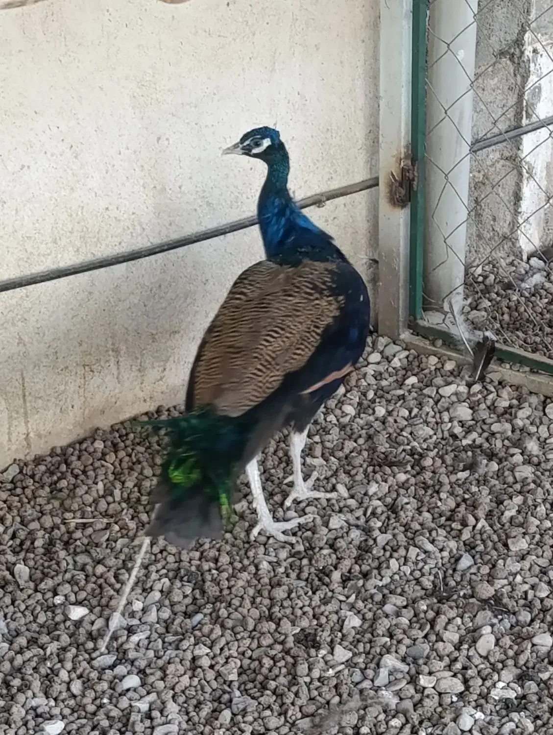 طاووس|پرنده|مشهد, شهید بهشتی|دیوار