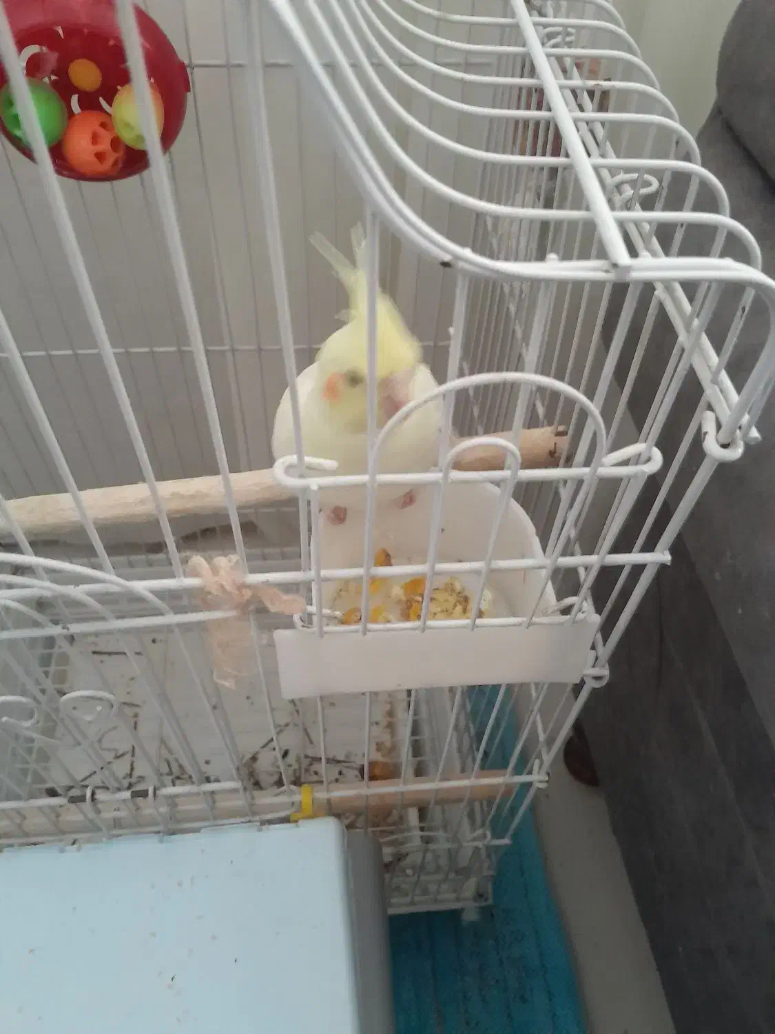 عروس هلندی نروماده|پرنده|بیرجند, |دیوار