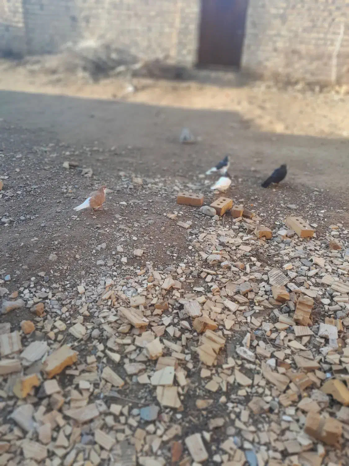 کفتر|حیوانات|تایباد, |دیوار