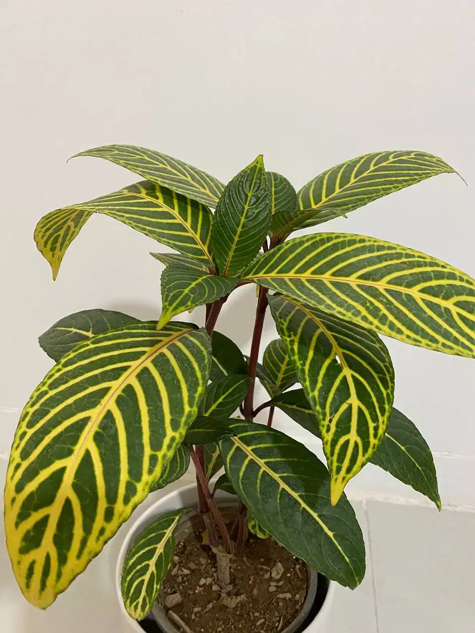 گل سانچزیا بسیار زیبا و خاص|گل و گیاه طبیعی|اصفهان, فرودگاه شهید بهشتی|دیوار