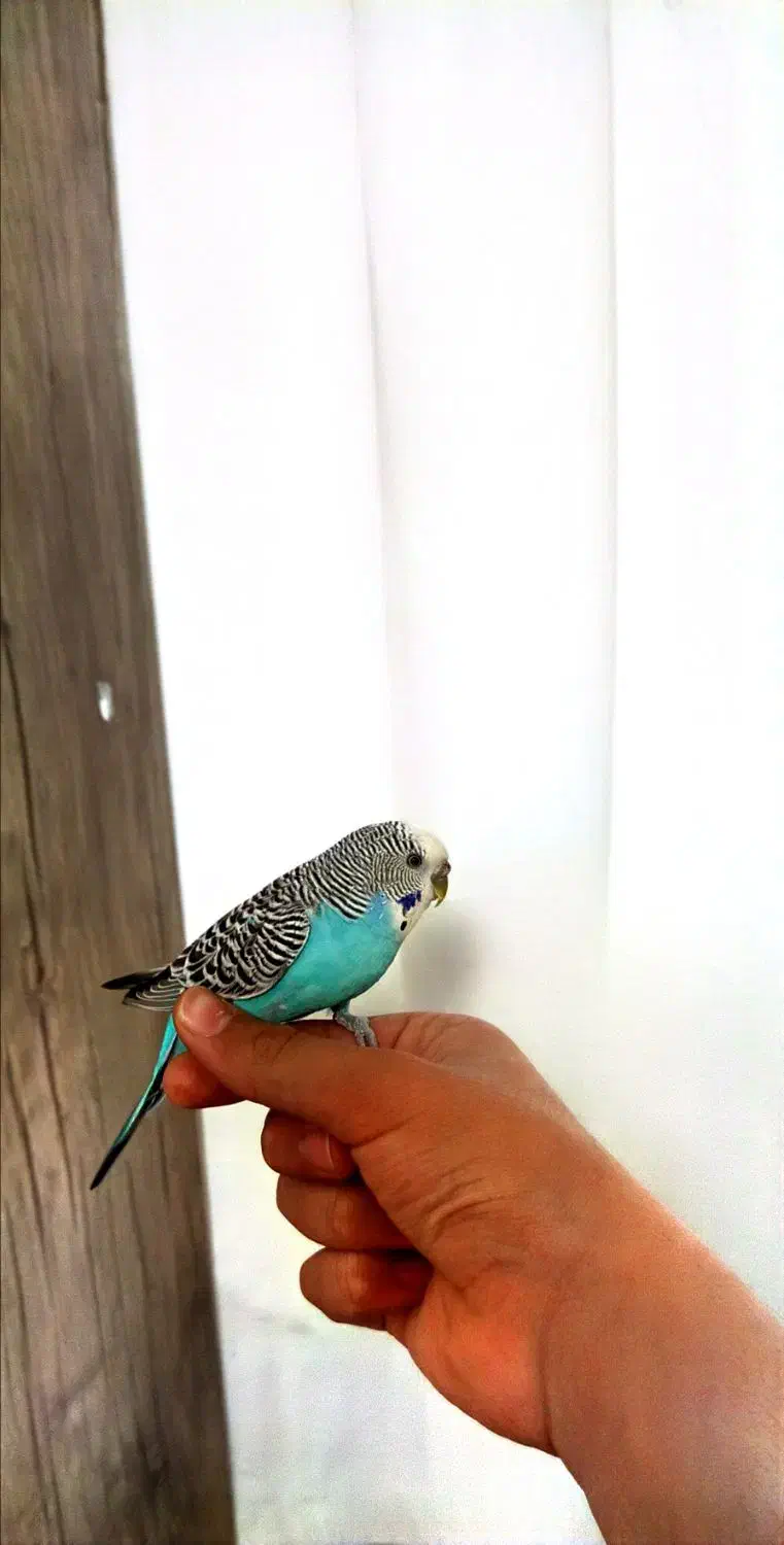 مرغ عشق دستی ماده|پرنده|مشکین‌دشت, |دیوار