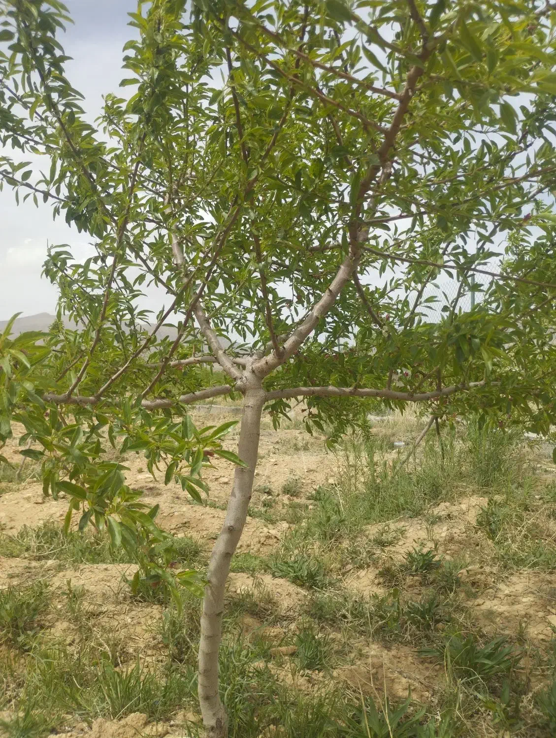 باغ با فنس و کانکس|فروش زمین و ملک کلنگی|عسگران, |دیوار