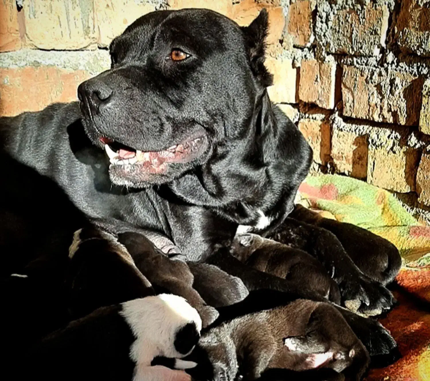 سگ پیتبول|سگ|کرمان, |دیوار