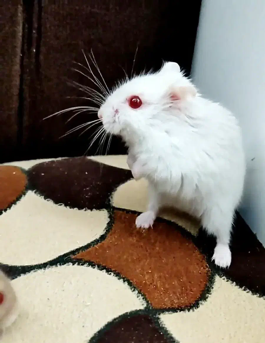 همستر کمپل مینیاتوری خاص چشم قرمز|موش و خرگوش|تهران, نازی‌آباد|دیوار