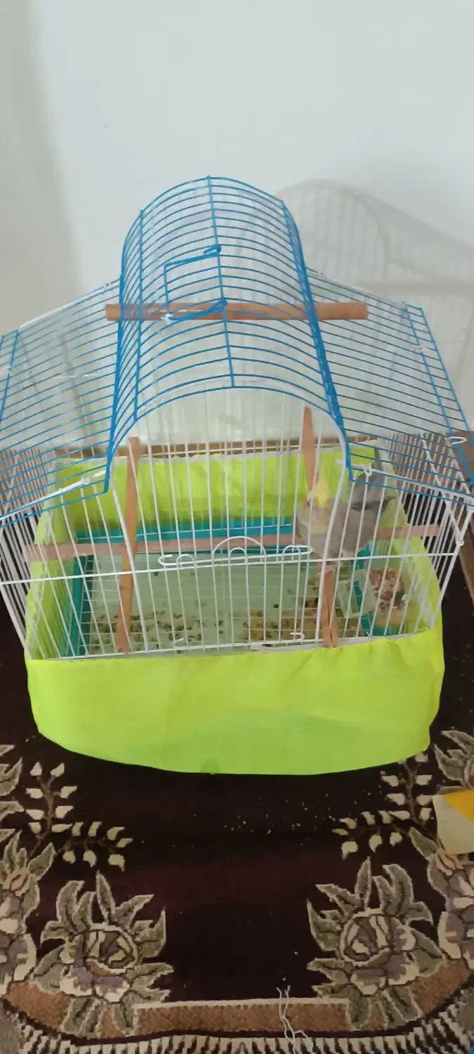 عروس هلندی|پرنده|مینودشت, |دیوار