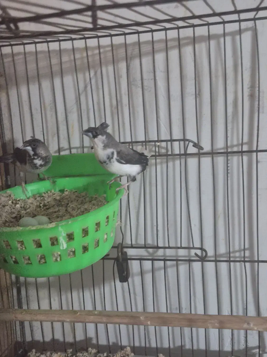 فنچ بنگالی جفت کاکلی|پرنده|تهران, بازار|دیوار