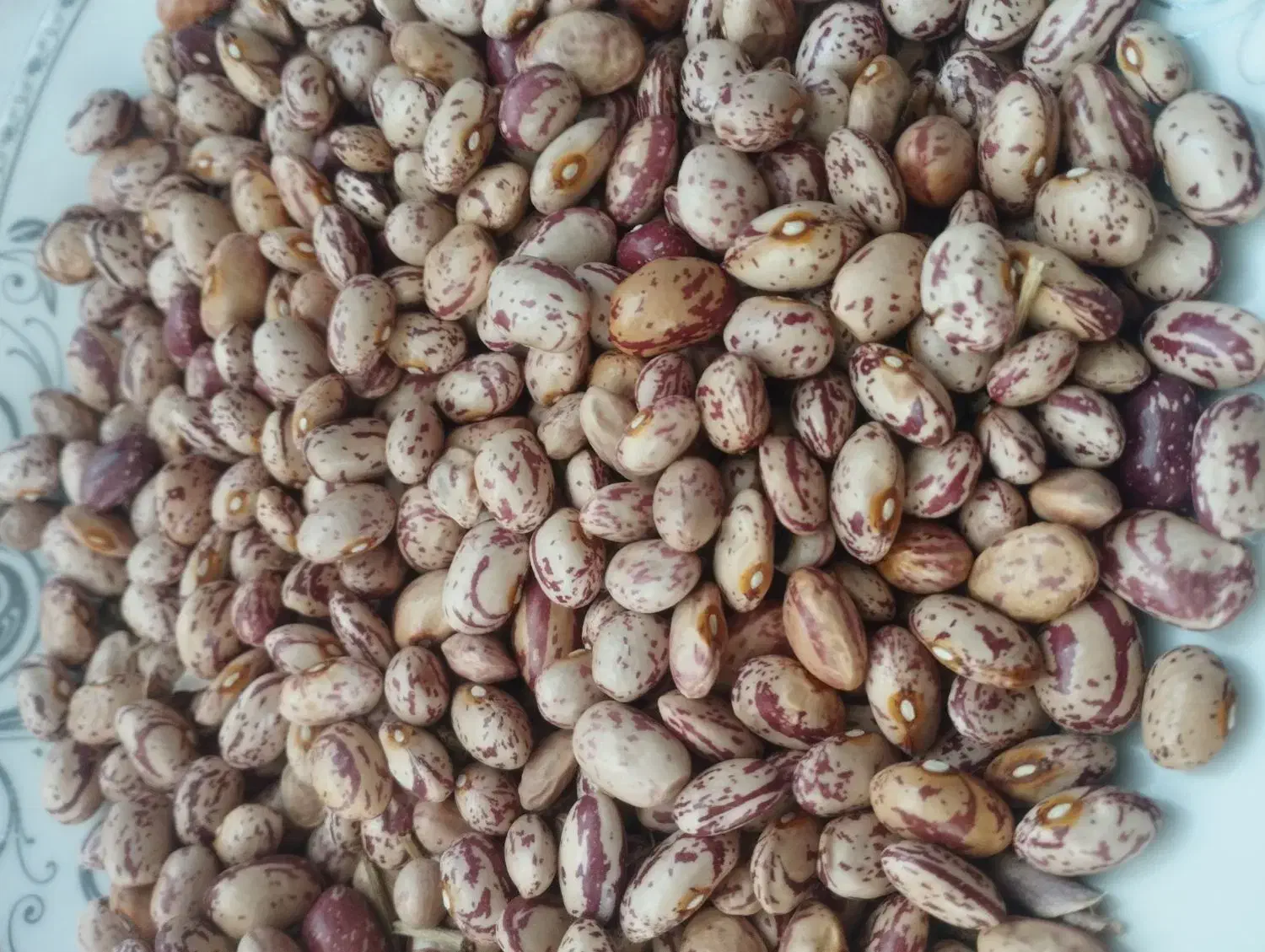 لوبیا چیتی|عمده‌فروشی|اردبیل, |دیوار