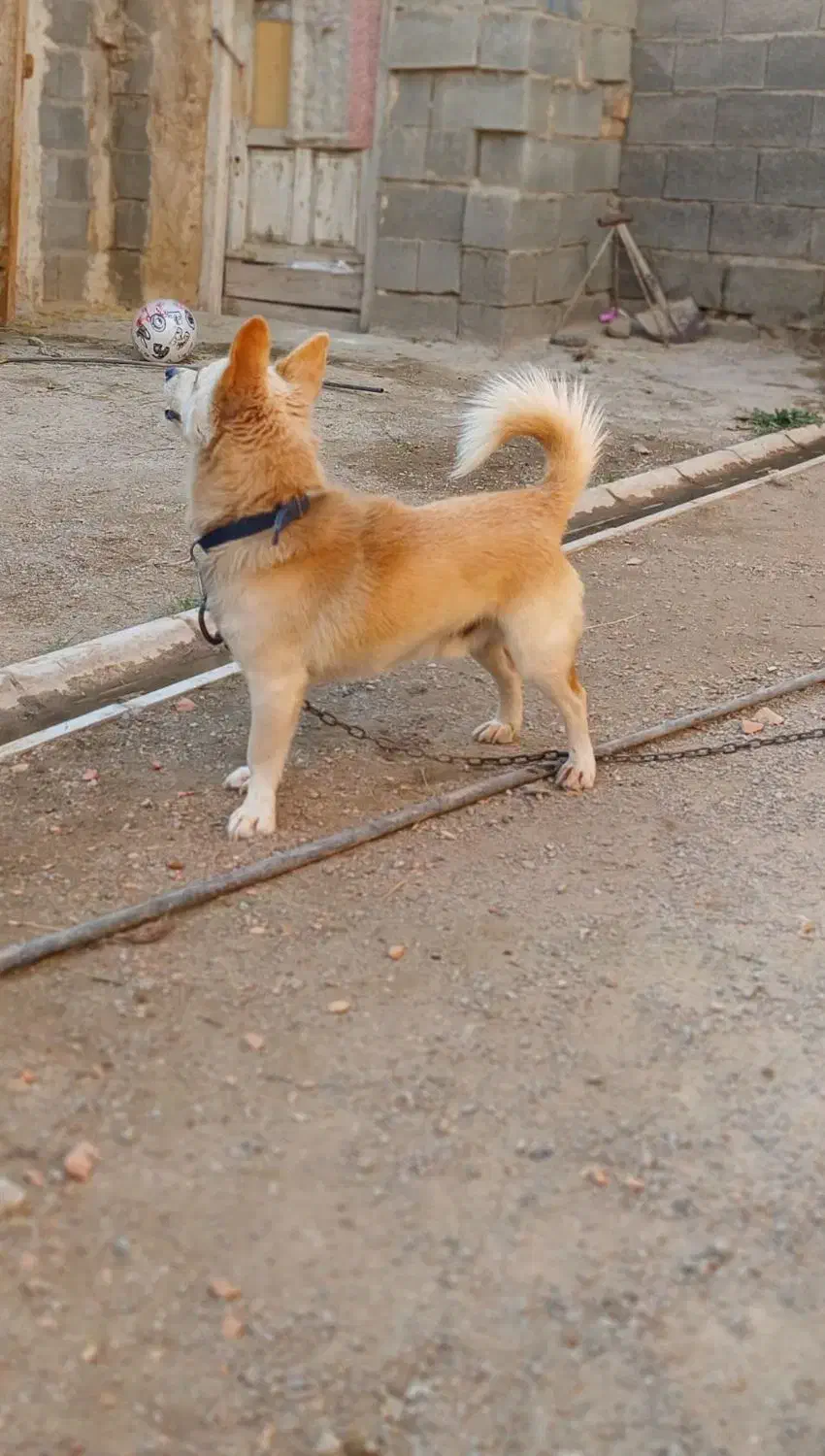 بیستی|سگ|اهر, |دیوار