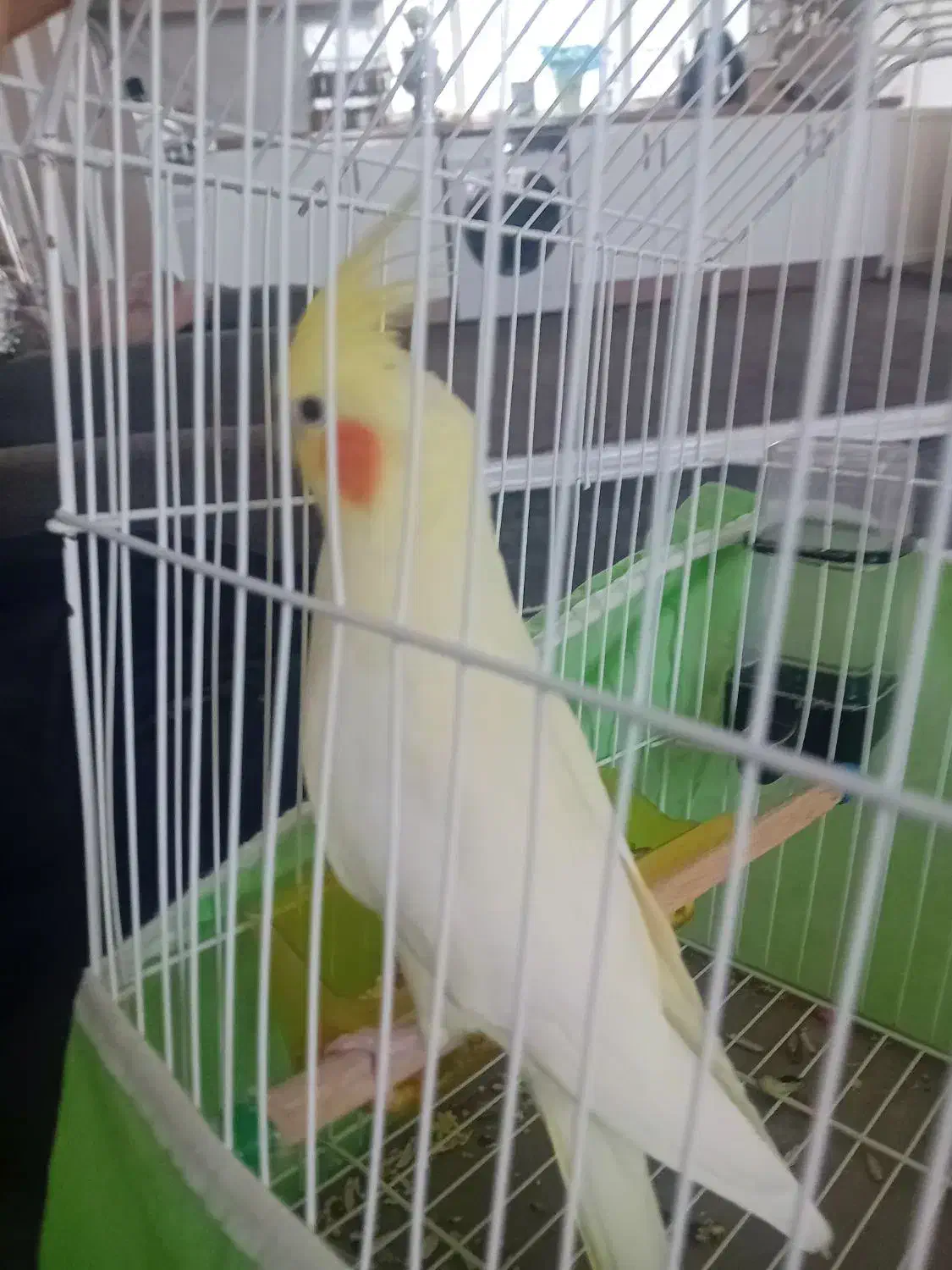 عروس هلندی|پرنده|بروجرد, |دیوار