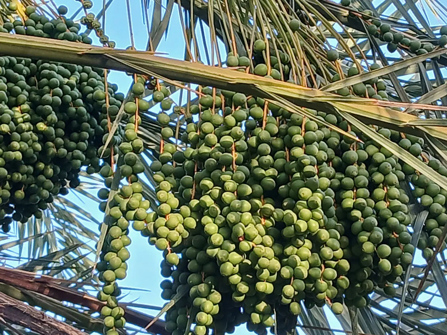 ۴۰۰پاچوش|خدمات باغبانی و درختکاری|رودان, |دیوار