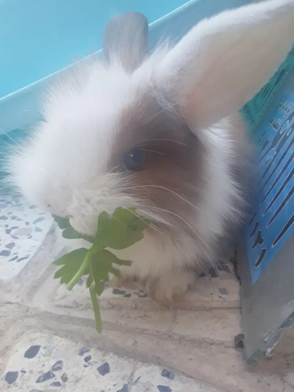 خرگوش مینیاتوری زیبا|موش و خرگوش|تهران, اسفندیاری|دیوار