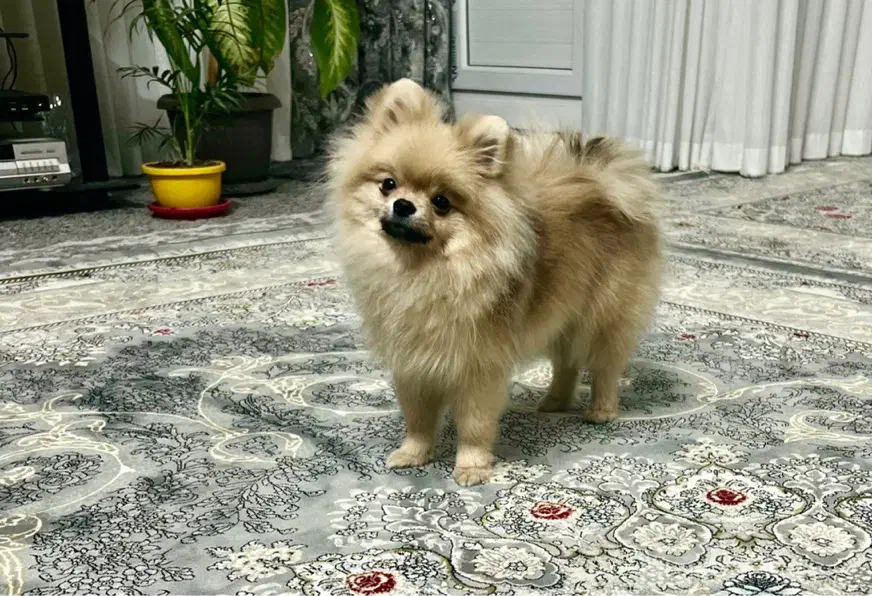 واگذاری|سگ|قم, سالاریه|دیوار