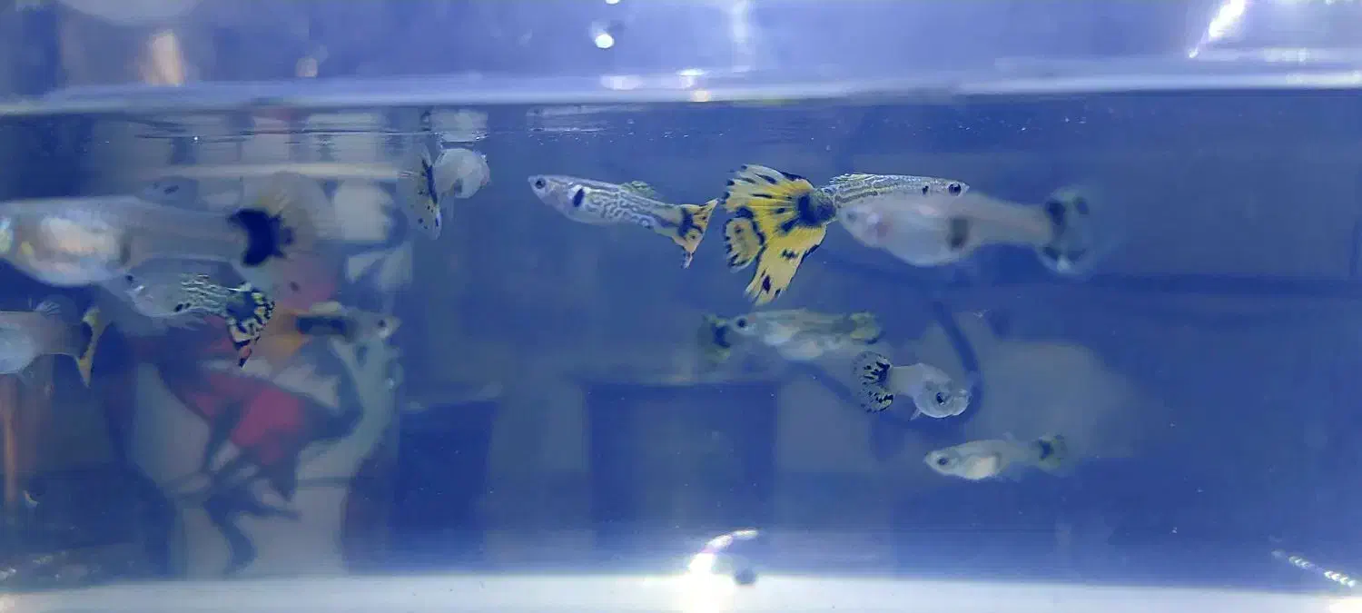 گوپی تایگر هالفمون|ماهی|اصفهان, شهرک ولیعصر|دیوار