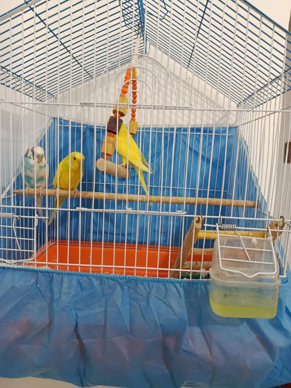 مرغ عشق|پرنده|لیسار, |دیوار