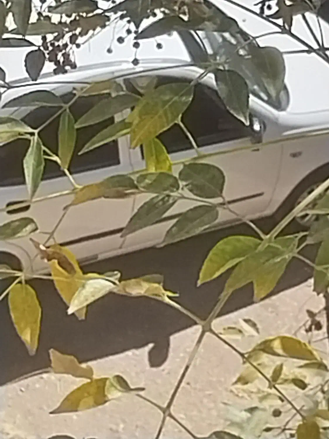 تیبا ۲ مدل ۹۸|خودرو سواری و وانت|کرمان, |دیوار