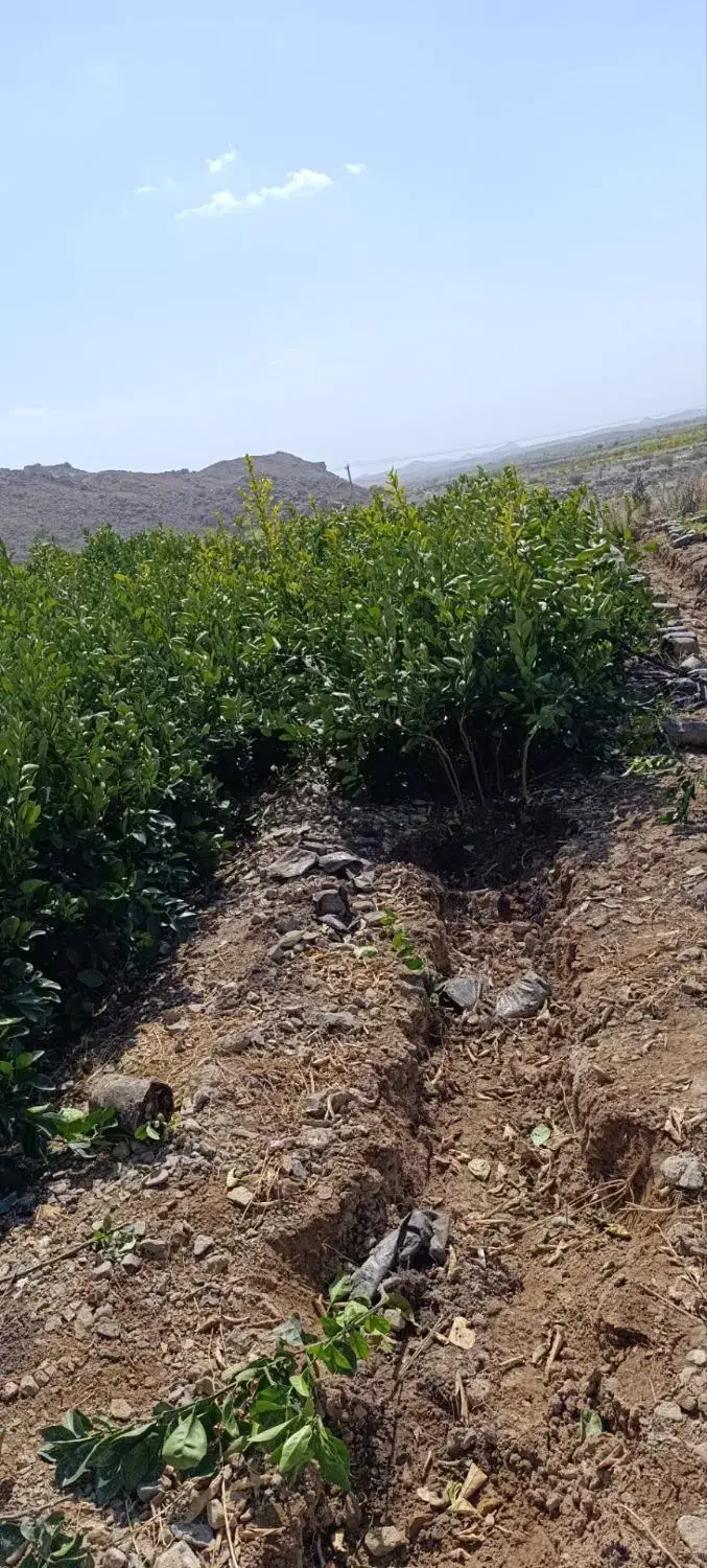 فروش انواع نهال مرکبات|خدمات باغبانی و درختکاری|کهنوج, |دیوار