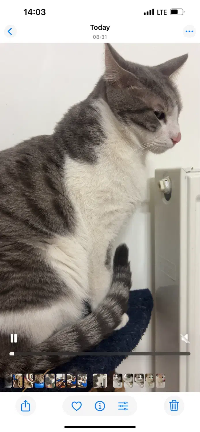 پانسیون خانگی گربه/پانسیون /گربه/پانسیون میومیو|خدمات پیشه و مهارت|مشهد, جاهد شهر|دیوار