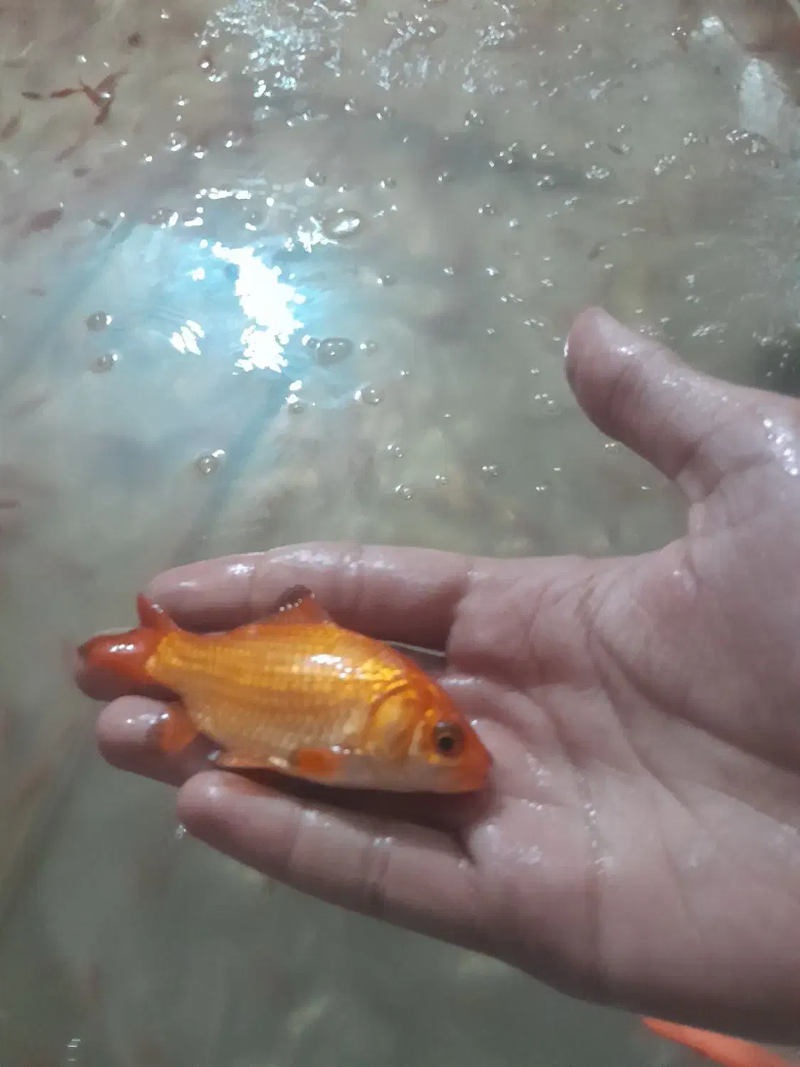 ماهی عید|ماهی|شوشتر, |دیوار