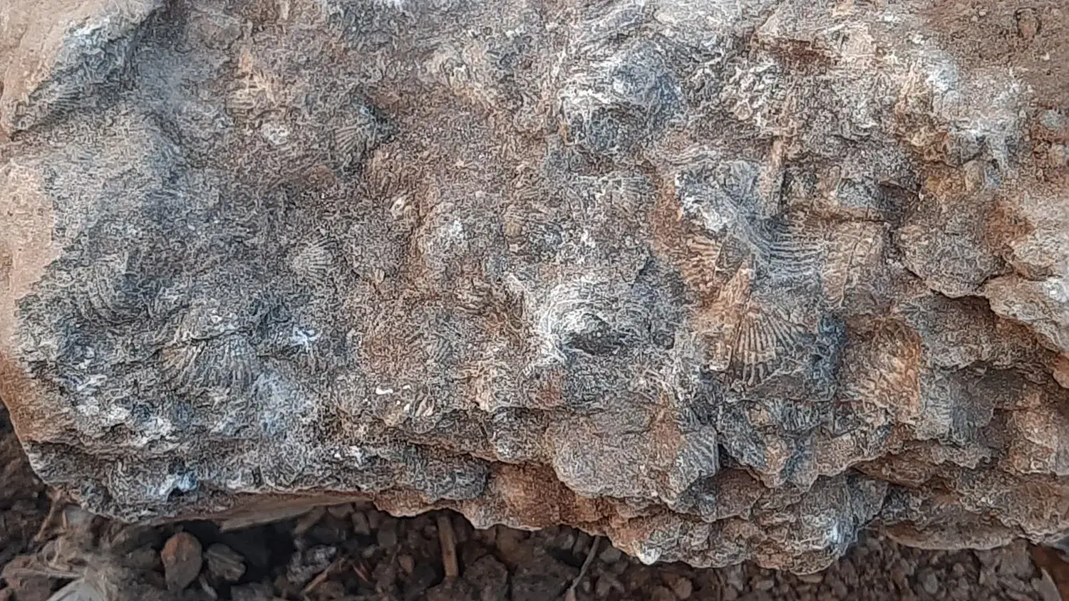 همه|کلکسیون و سرگرمی|جلفا, |دیوار