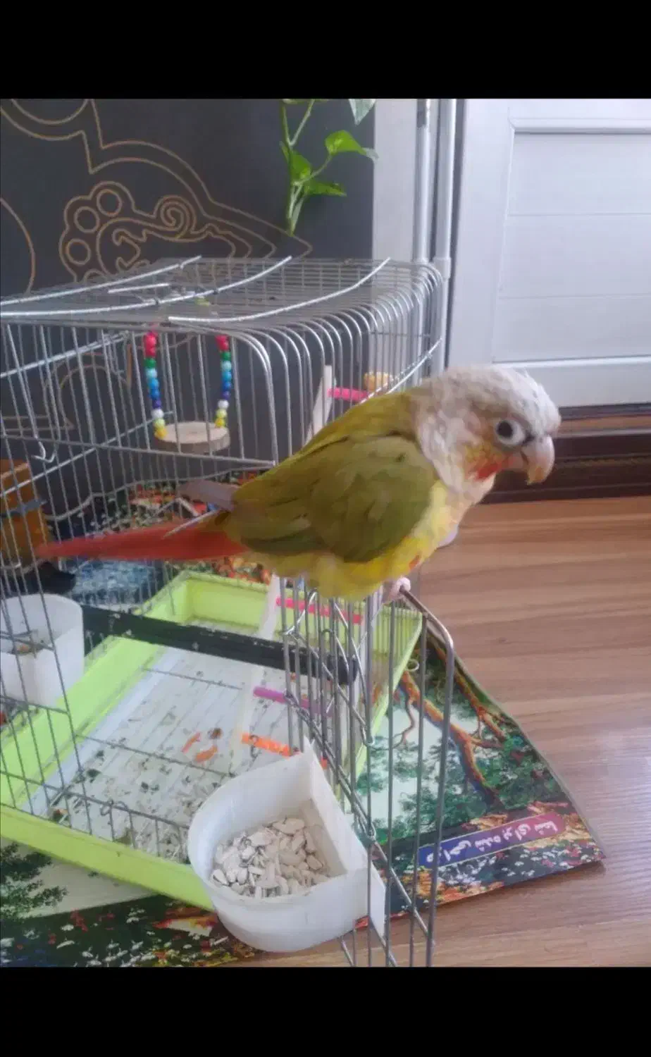 گرینچیک آناناسی رام|پرنده|زرند, |دیوار