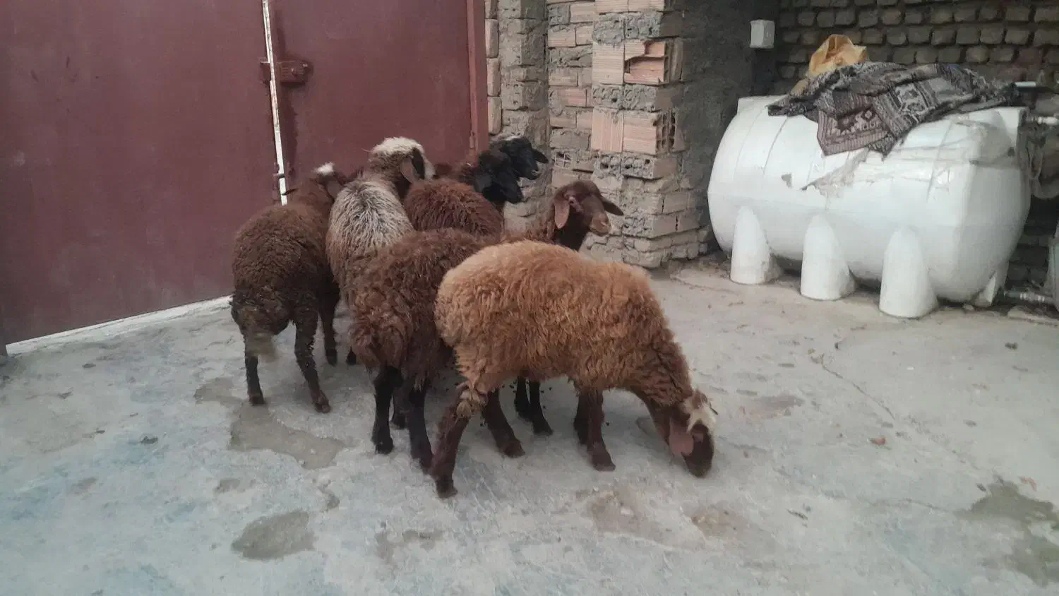 بره های نروماده|حیوانات مزرعه|سرخنکلاته, |دیوار