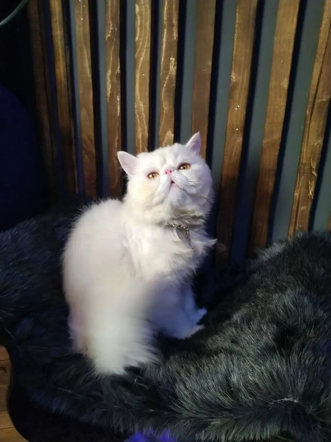 گربه نر آماده جفتگیری (فروشی نیست)|گربه|قم, بکایی|دیوار