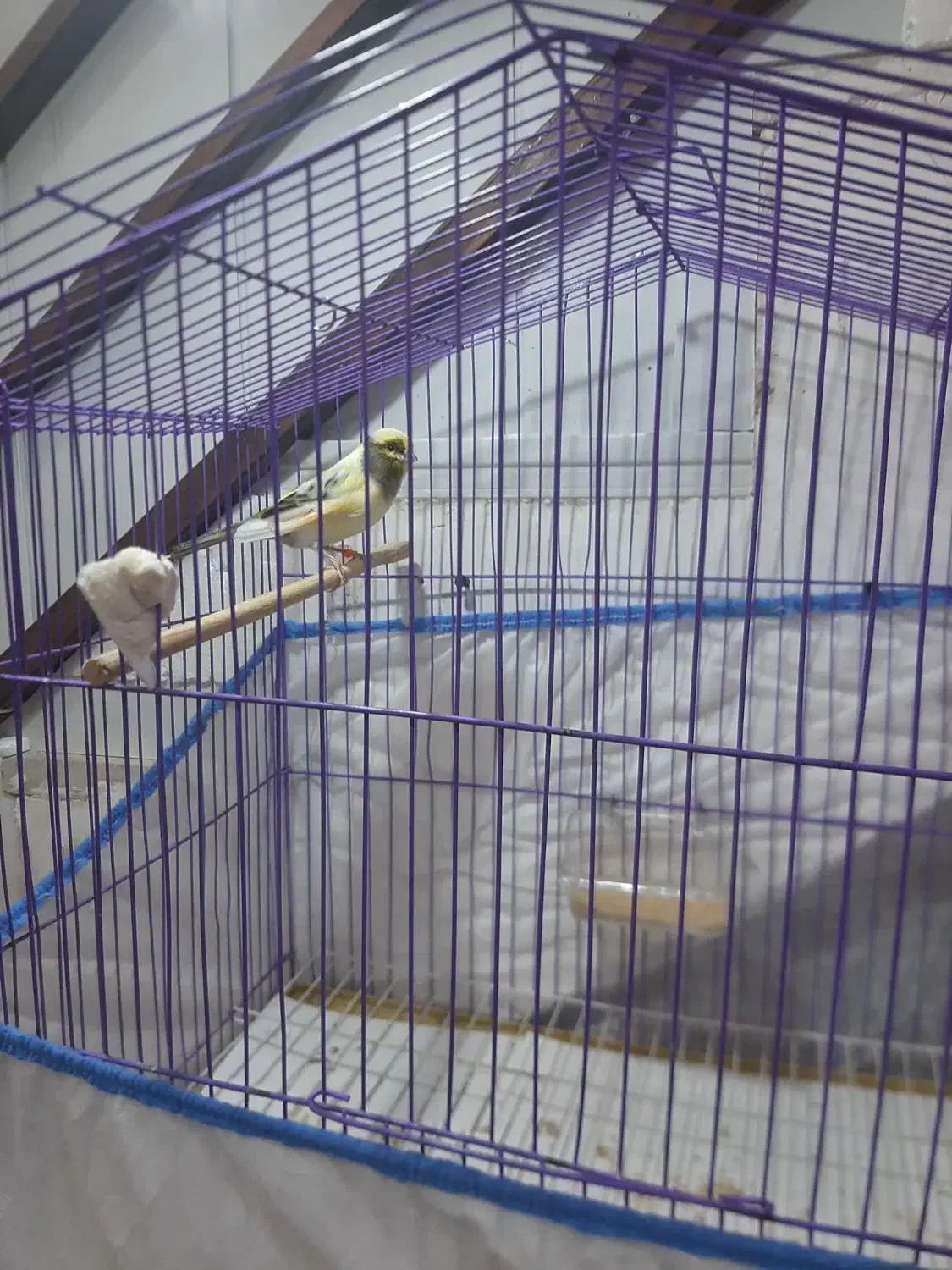 جفت قناری|پرنده|یزد, |دیوار