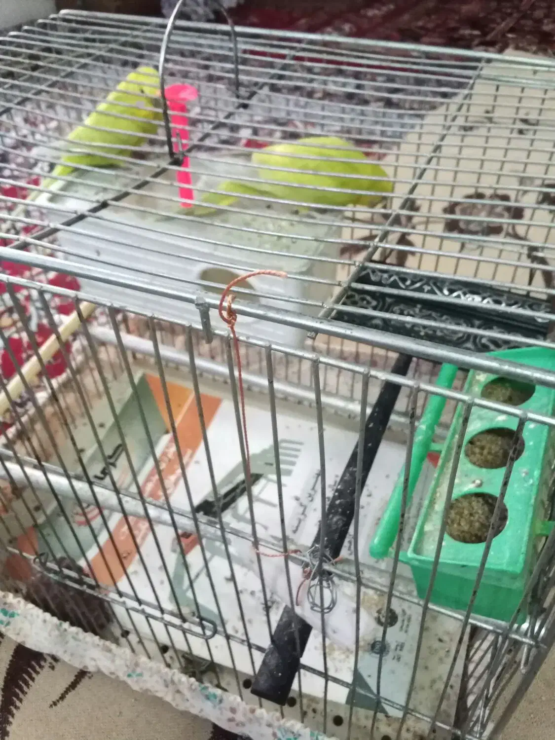 مرغ عشق زیبا 4 ماهه|پرنده|بروجرد, |دیوار