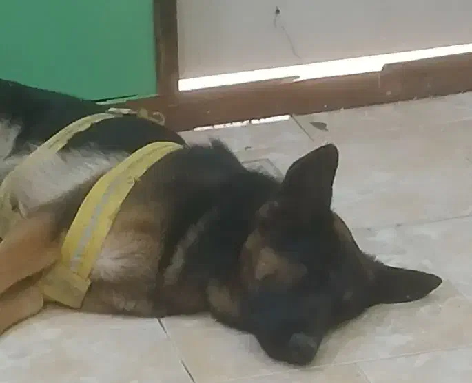 سگ ژرمن ماده|سگ|ساری, |دیوار