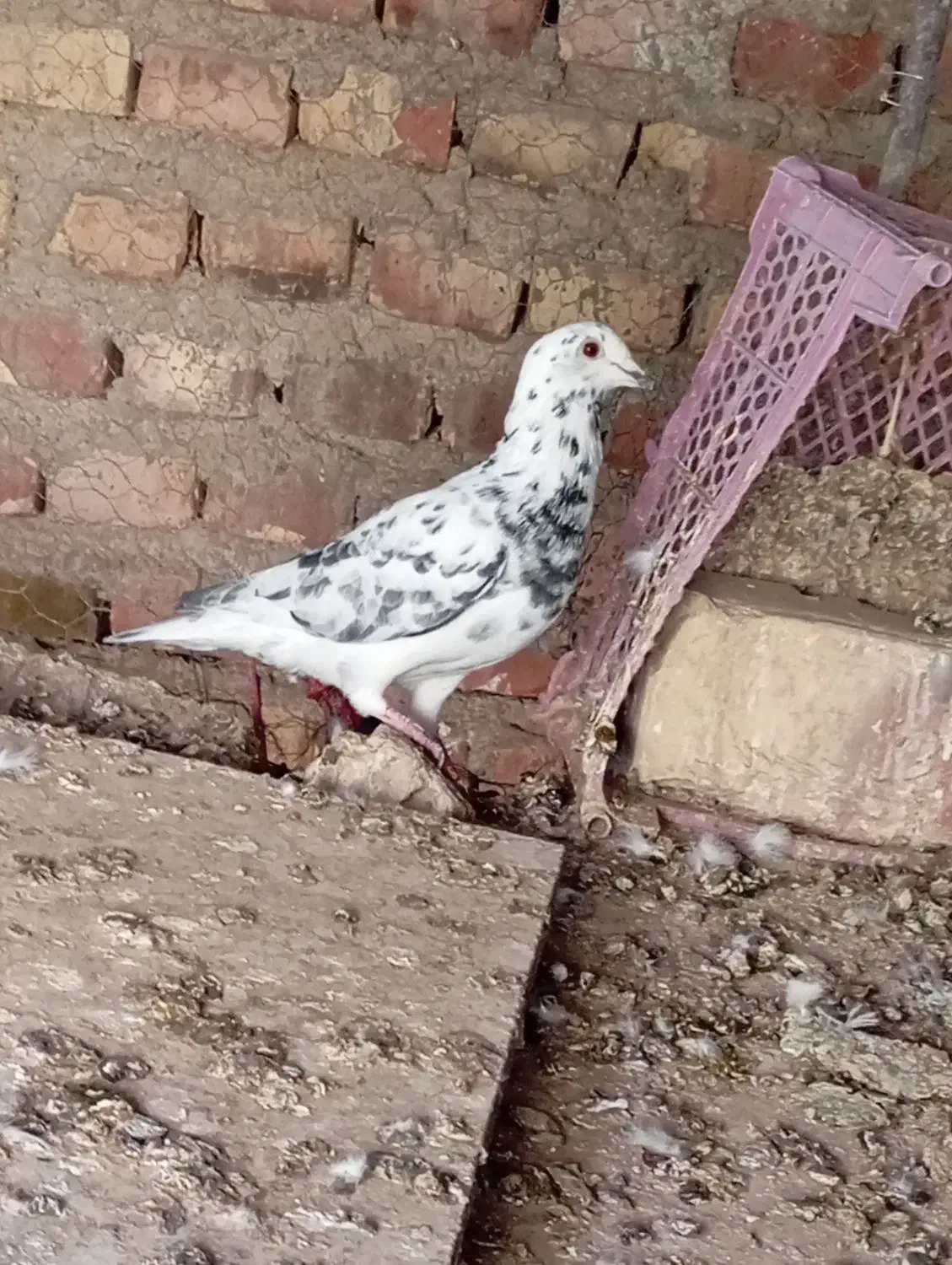 گرفتنی|پرنده|زابل, |دیوار