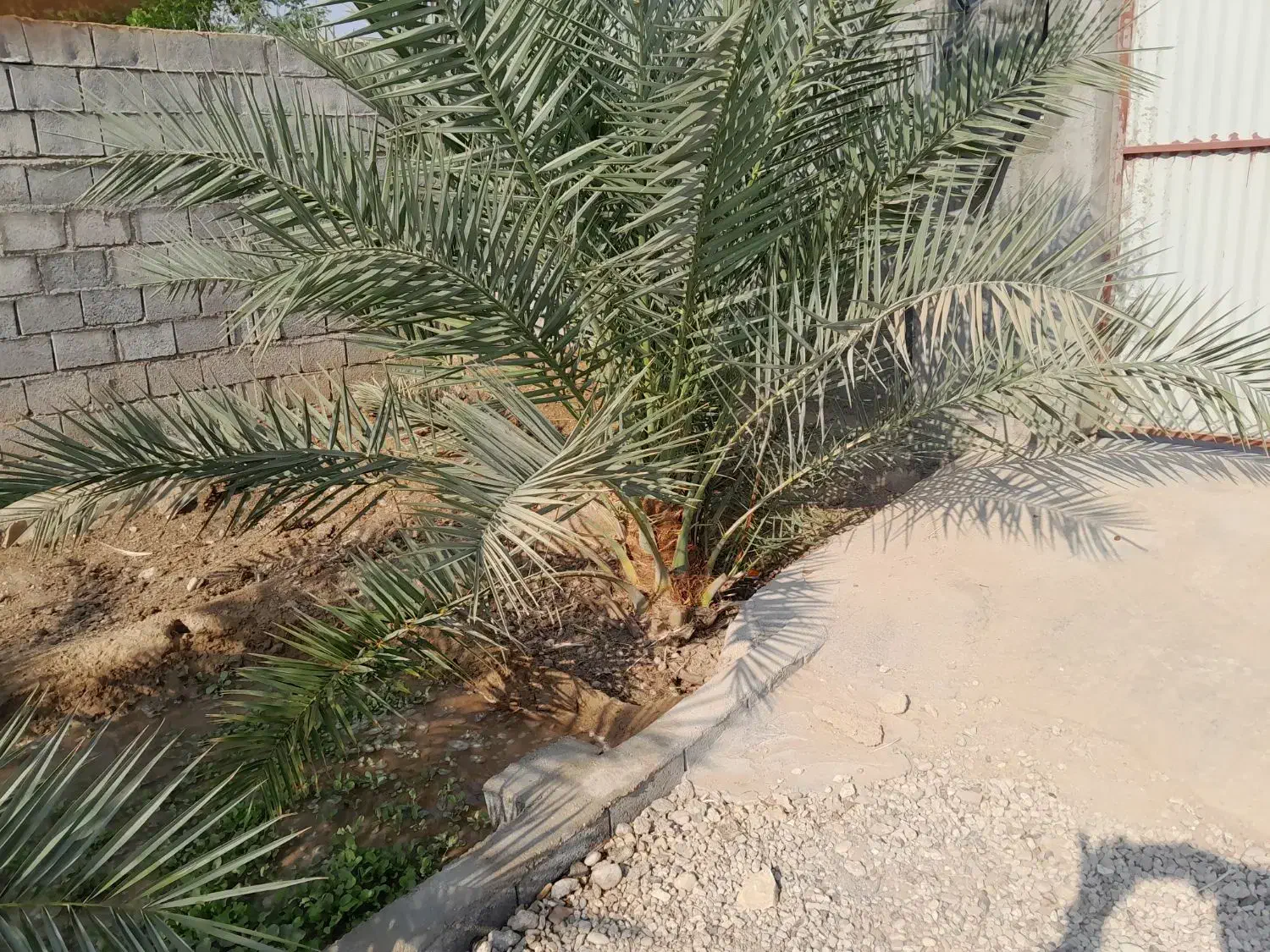 نخل قصب خنیزی خاصویی|گل و گیاه طبیعی|خورموج, |دیوار