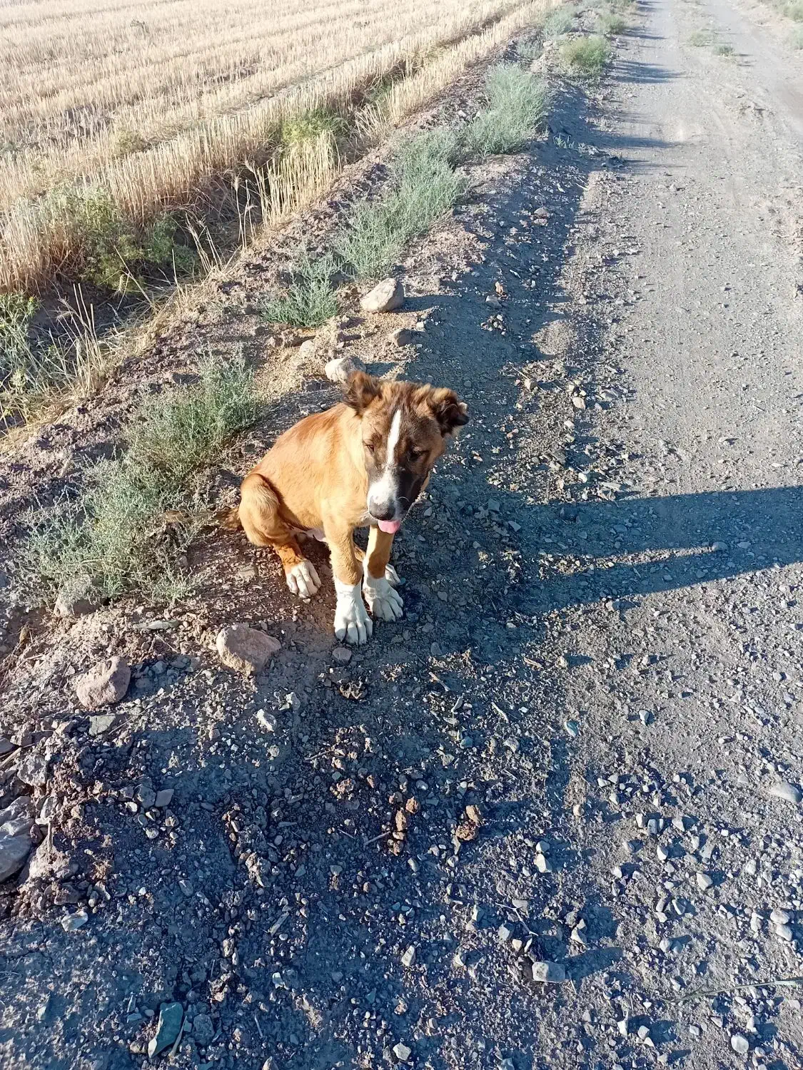 دزدیده|حیوانات|تربتحیدریه, پائین ولایت|دیوار