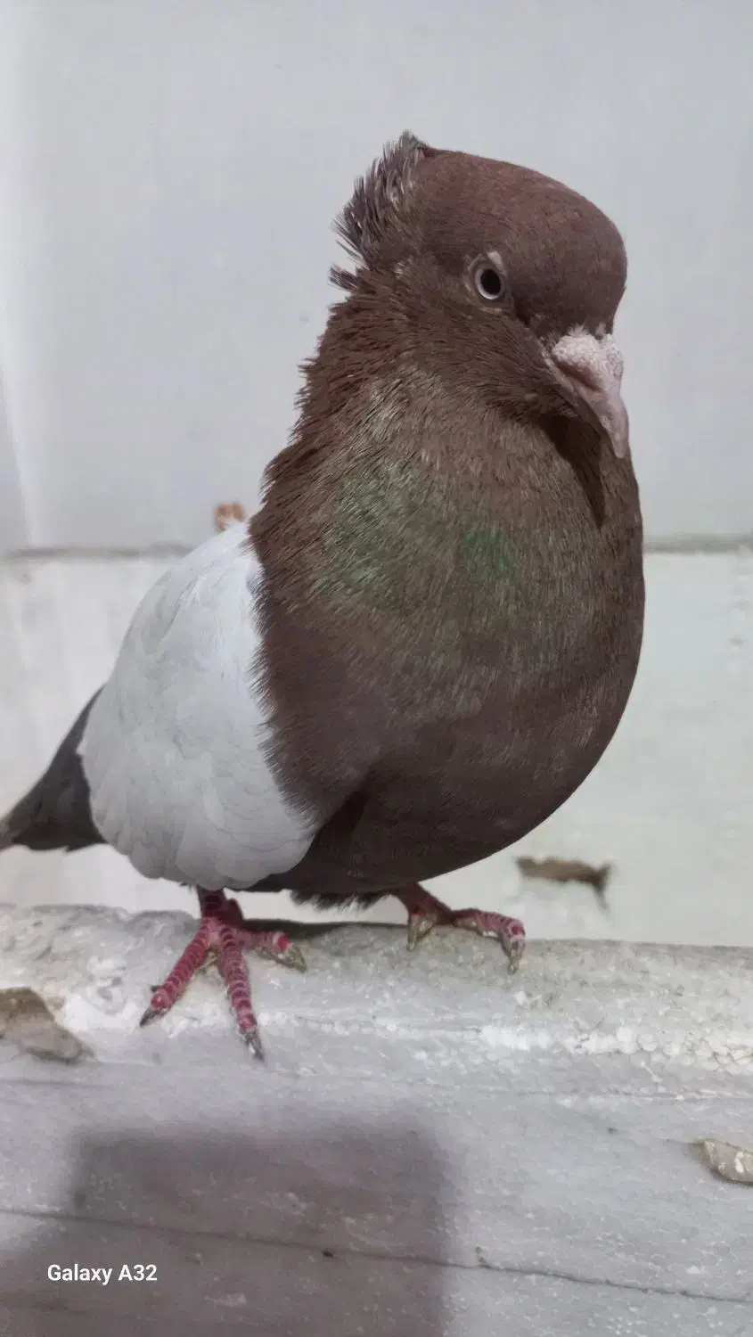 نرماده سرته سیاه وقهوی|پرنده|بروجرد, |دیوار