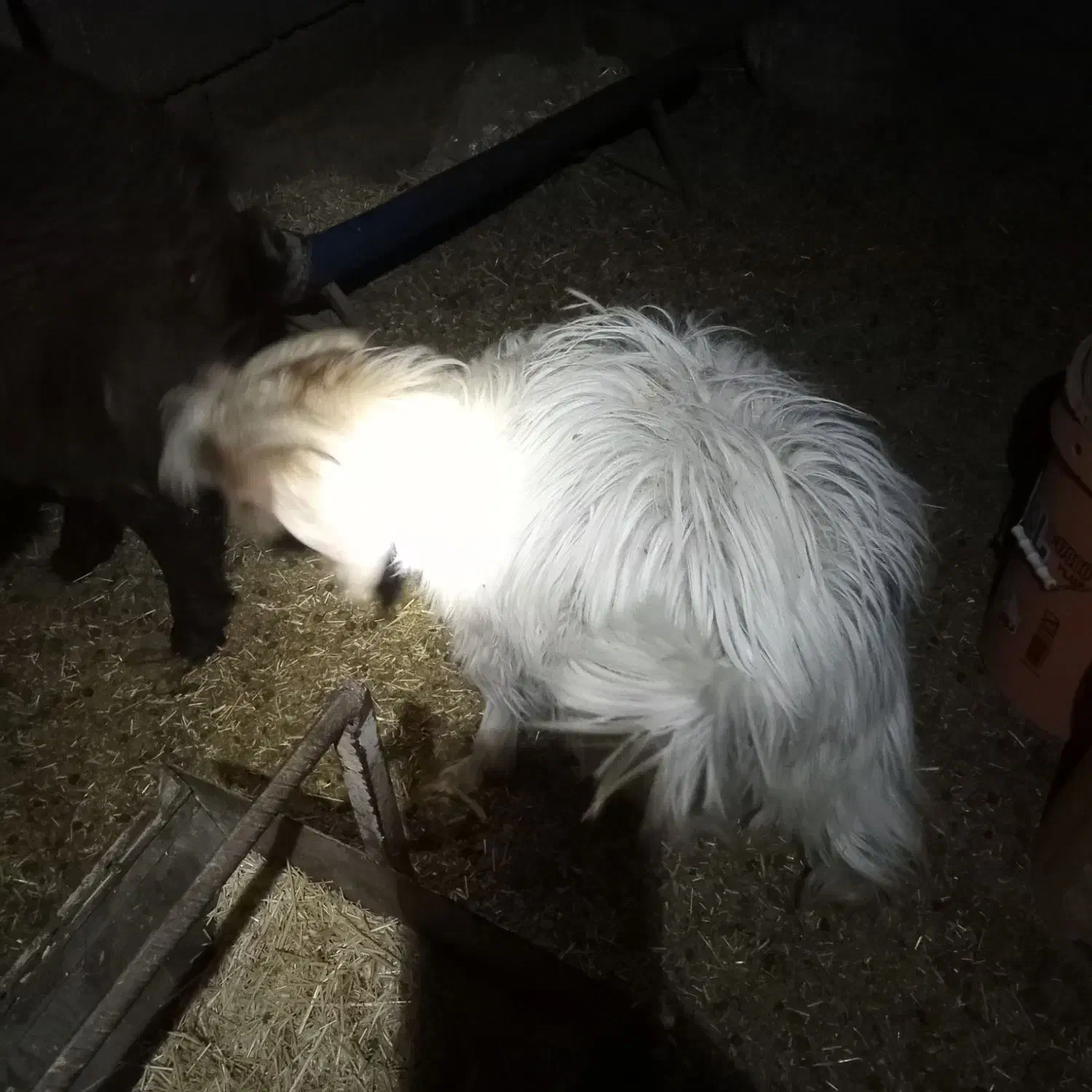 بزغاله نر|حیوانات مزرعه|قائن, |دیوار