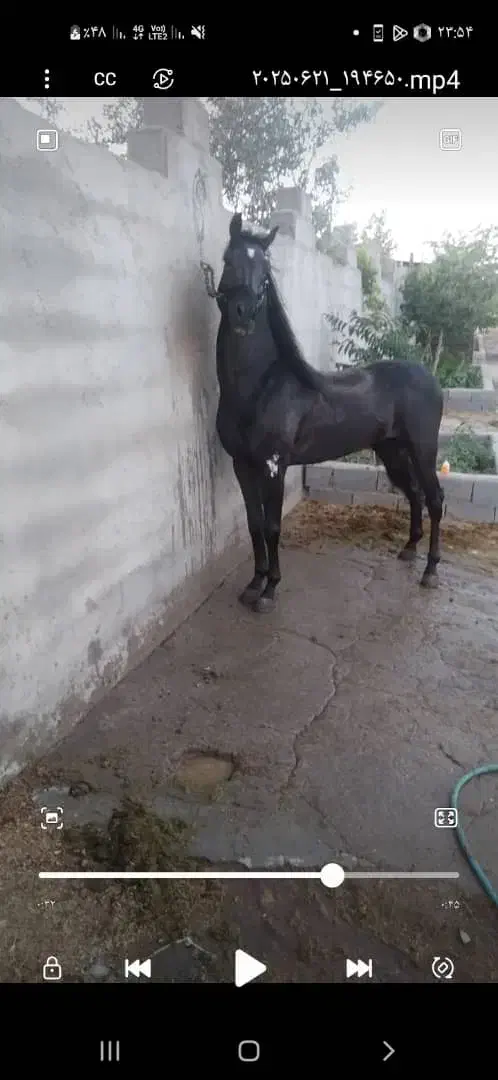 اسب نژاددار پرخون|اسب و تجهیزات اسبسواری|رفسنجان, |دیوار