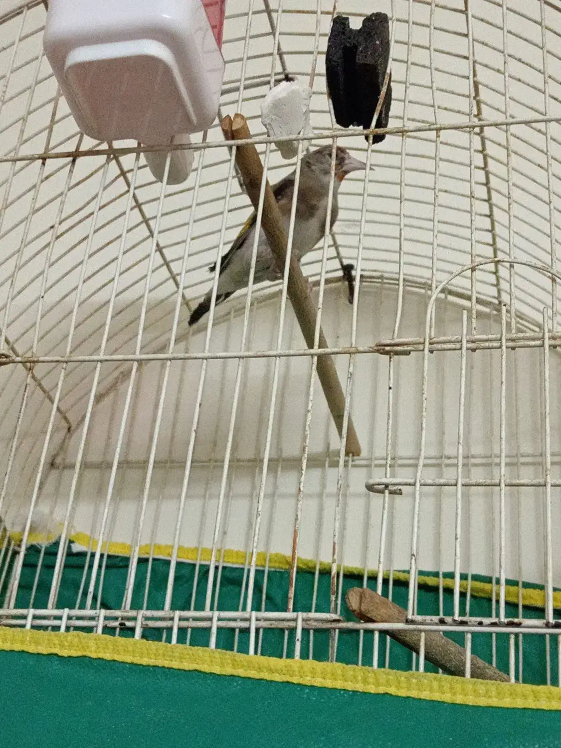 سقا|پرنده|ماهان, |دیوار